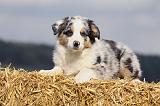 BERGER AUSTRALIEN PUPPIES 300